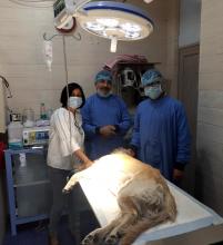 Cure and care Pet Polyclinic , Dwarka , Dr Sanjib Kakoty Cure and care Pet Polyclinic , Dwarka , Dr Sanjib Kakoty